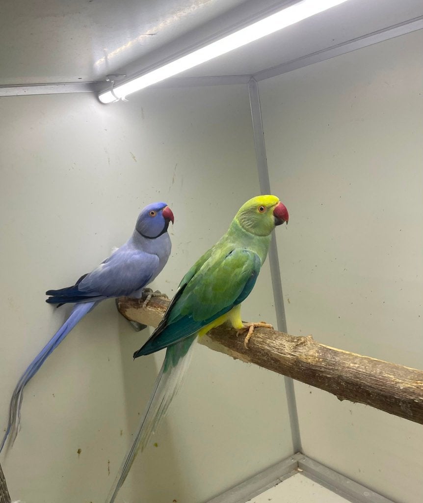 kweekkoppel halsbandparkieten opaline wkws, Dieren en Toebehoren, Papegaai