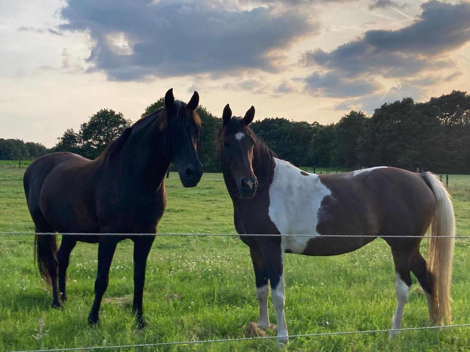 11 jarige merrie, 1.52 groot, Jument, Moins de 160 cm, Cheval de récréation, 11 ans ou plus