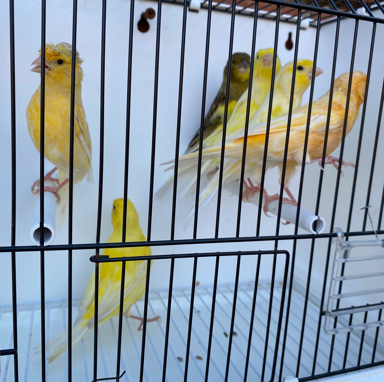 6 Canaris 2026, Plusieurs animaux, Canari de couleur