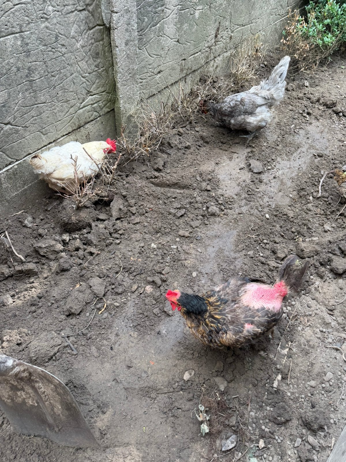 Gratis wie red onze bruine kip, Animaux & Accessoires, Poule ou poulet