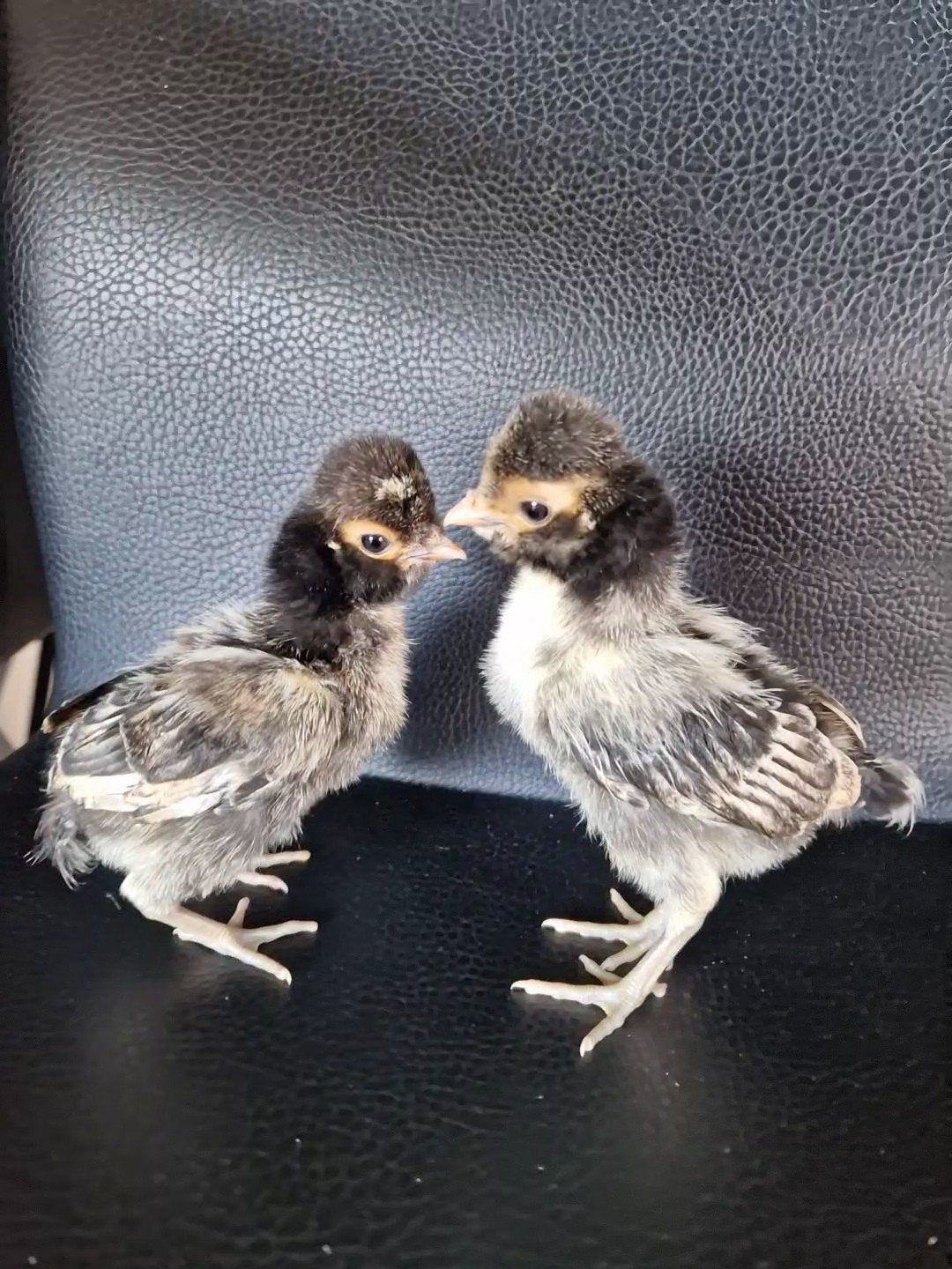 Padua kuikens: 1 hen en 1 haan