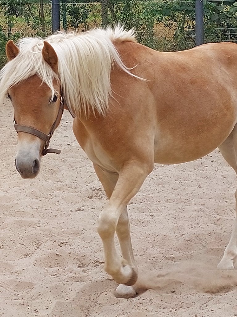 Haflinger hengstjes veulen en jaarling, Avec pedigree, Moins de 160 cm, Étalon, 0 à 2 ans