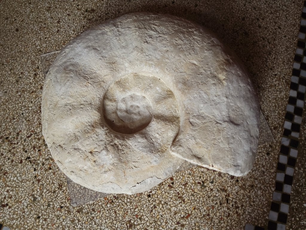 Grande ammonite non polie, Enlèvement, Fossile