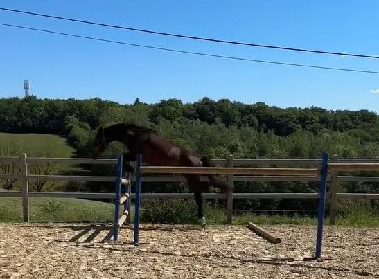 Poulain KWPN 2 ans CSO/CCE/DRESSAGE, Animaux & Accessoires, Chevaux, L