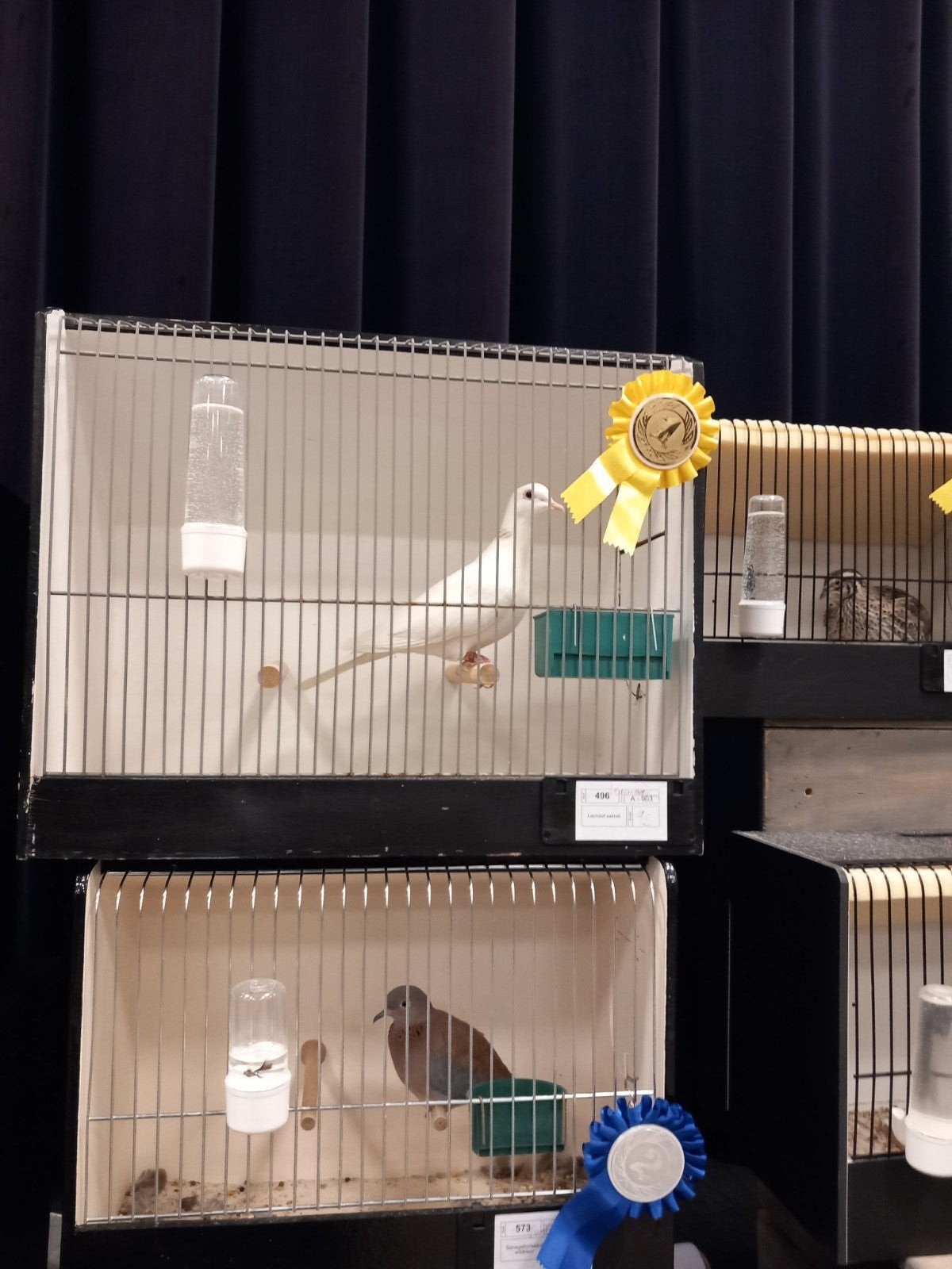 lachduiven, Dieren en Toebehoren