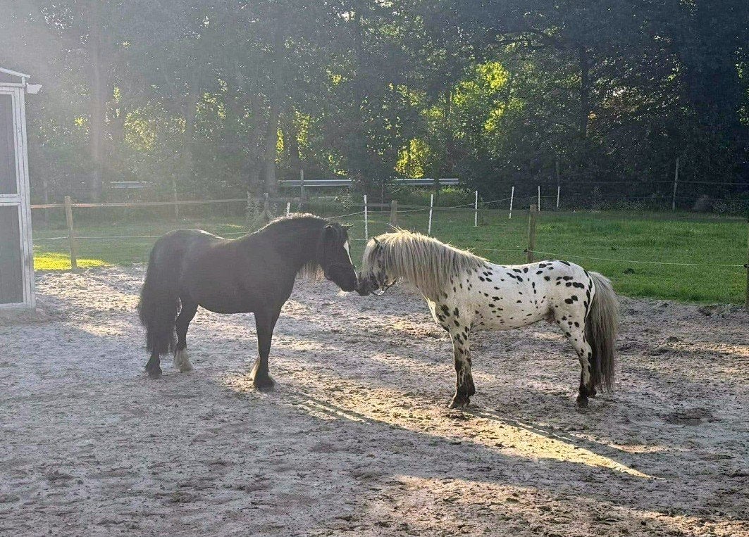 zadelmakke / drachtige A pony, Hengst