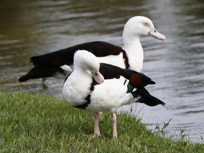 Radjah eend, Animaux & Accessoires, Volatiles, Canard