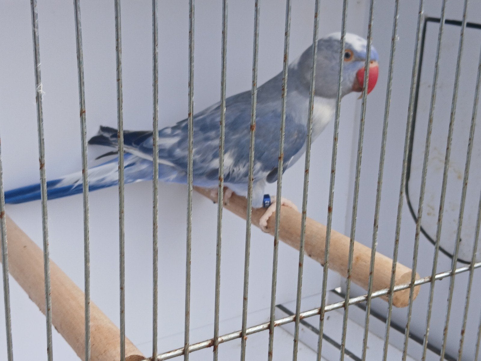 Violet bonte pop.2023, Dieren en Toebehoren, Geringd