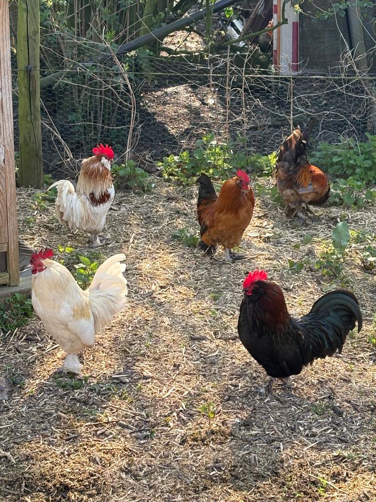 Sierhaantjes te koop, Dieren en Toebehoren, Pluimvee, Mannelijk, Kip
