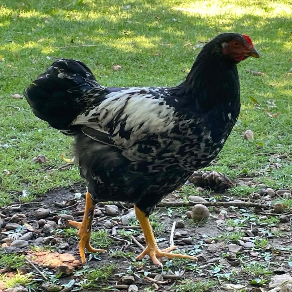 Haan zoekt nieuw tuintje, Mâle, Poule ou poulet