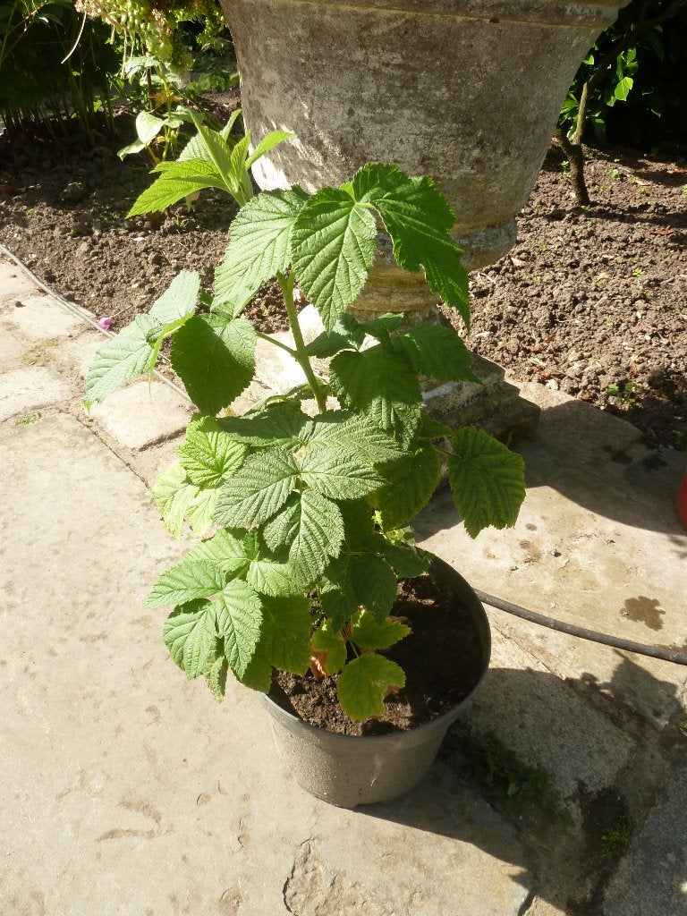 Frambozenplant, Tuin en Terras, Planten | Tuinplanten, Ophalen, Volle zon, Vaste plant, Zomer