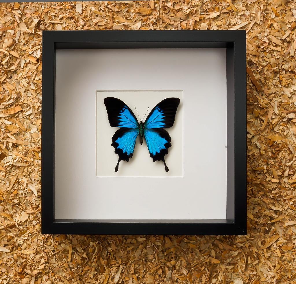 papilio ulysses in kader, Ophalen of Verzenden, Nieuw, Insect, Opgezet dier