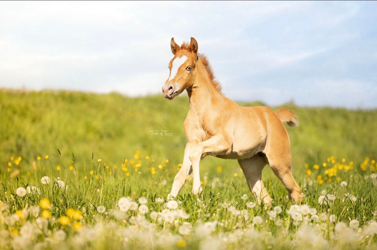 Pouliche paint champagne or, Animaux & Accessoires, Chevaux, Jument, Ne s'applique pas