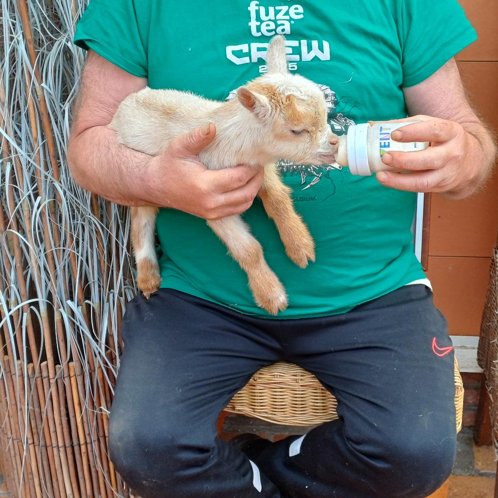 Dwerggeitbokje, Dieren en Toebehoren