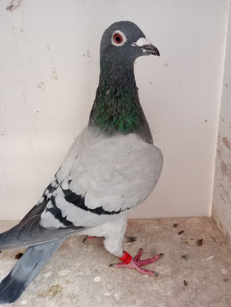 Poule reproductrice ! ! ! ! !, Animaux & Accessoires, Femelle, Pigeon voyageur