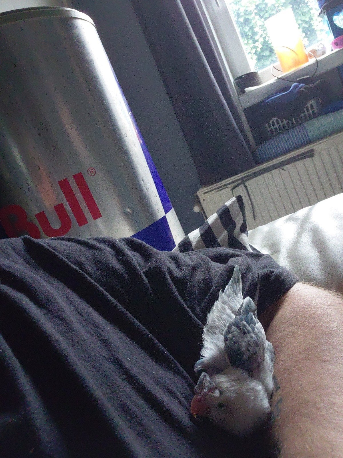 superhandtamme dwergpapegaaitje te koop, Dieren en Toebehoren, Mannelijk
