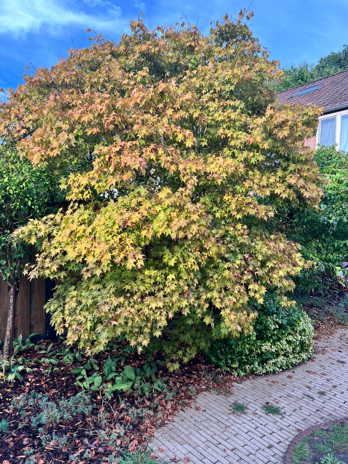 Prachtige Japanse Esdoorn (Acer palmatum) – ca. 4 meter hoog, Tuin en Terras, Ophalen, Herfst
