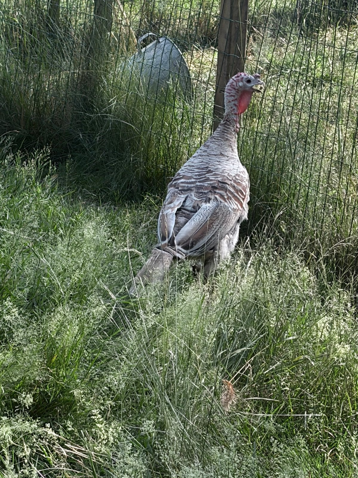 Kalkoen hen, Dinde