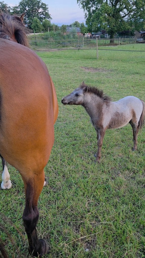 Fewspot veulen, Dieren en Toebehoren, Niet van toepassing, 0 tot 2 jaar, Hengst, A pony (tot 1.17m)