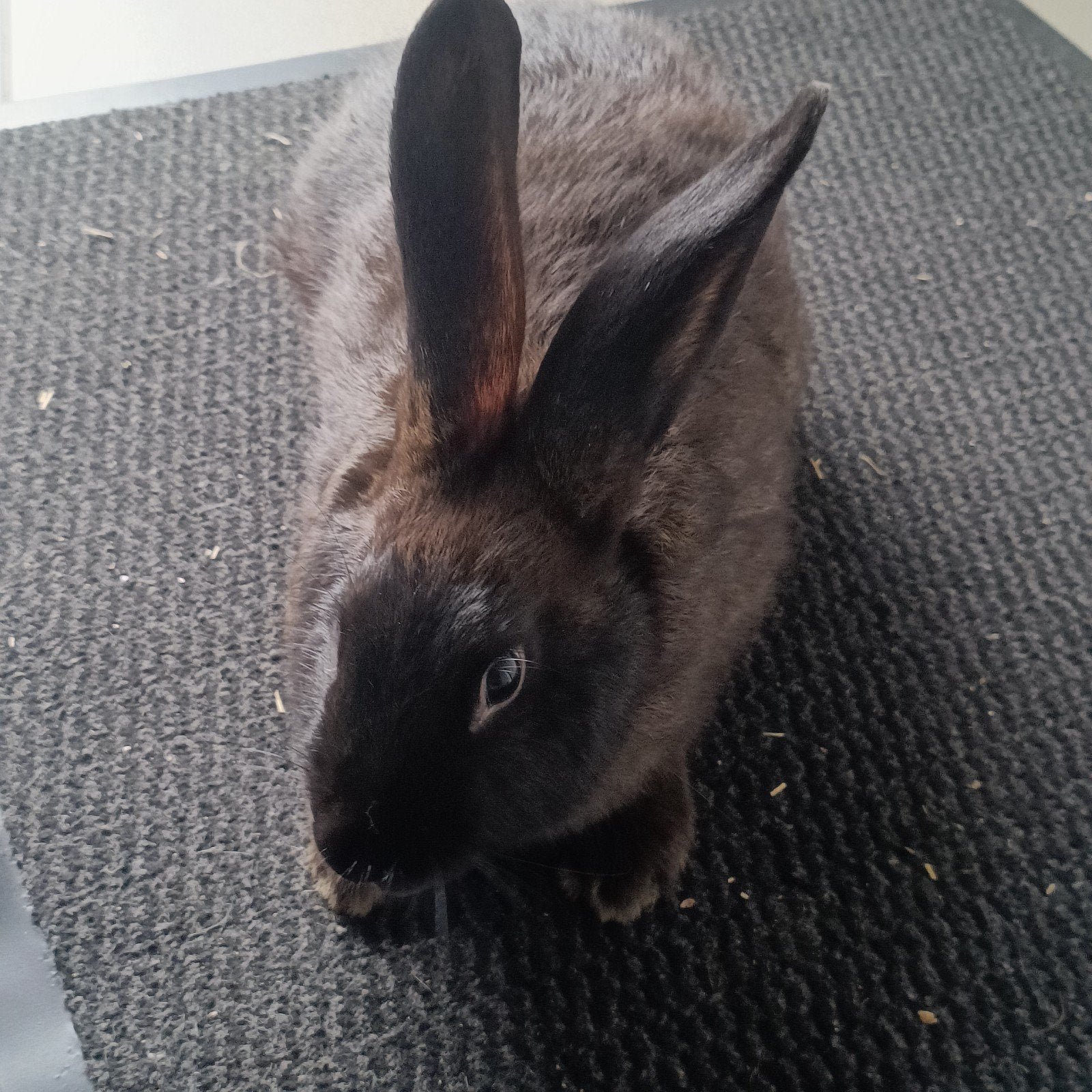 Jonge Voedsters (15 wk) – Top voor Fok & Huisdier, Animaux & Accessoires, Lapins, Femelle, Grand, 0 à 2 ans