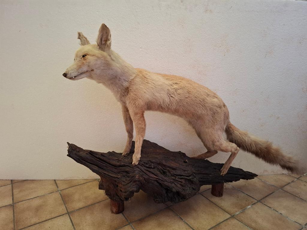 dieren, Animaux & Accessoires, Rongeurs, Janvier, Plusieurs animaux, Autres types