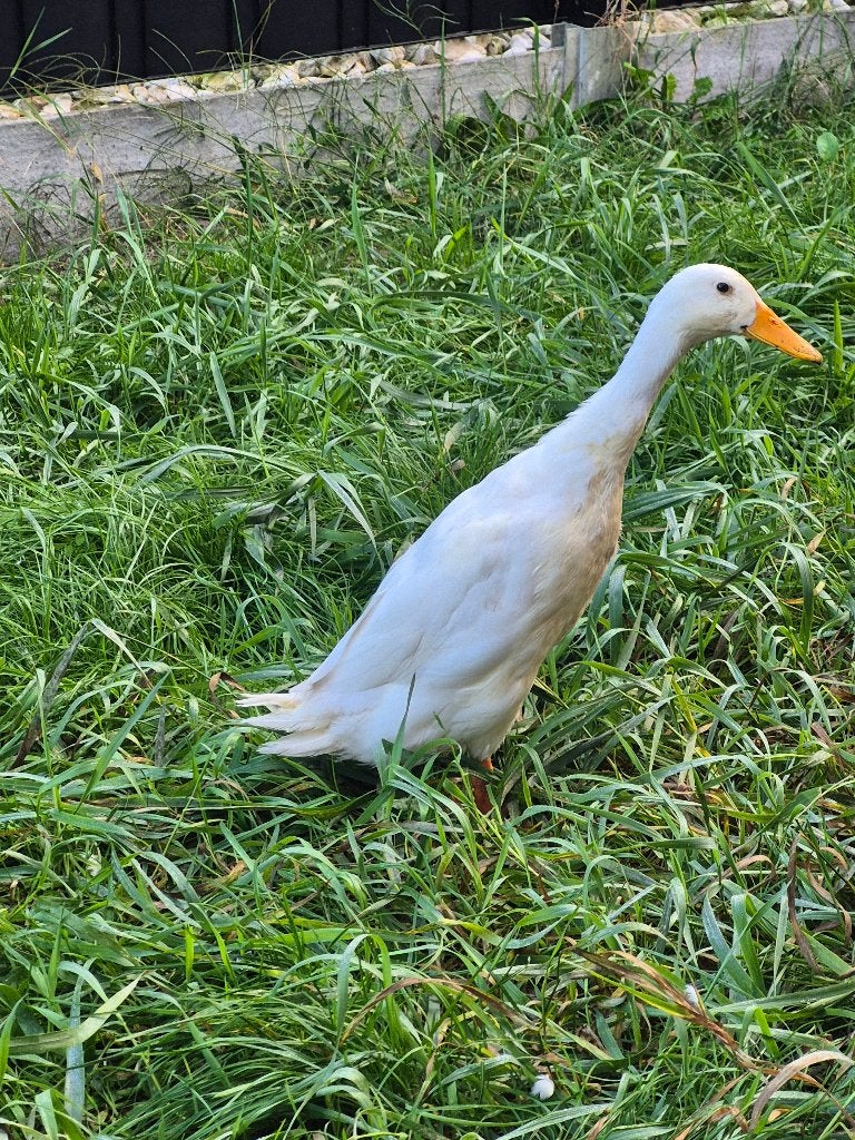 Loopeend, Dieren en Toebehoren, Vrouwelijk, Eend