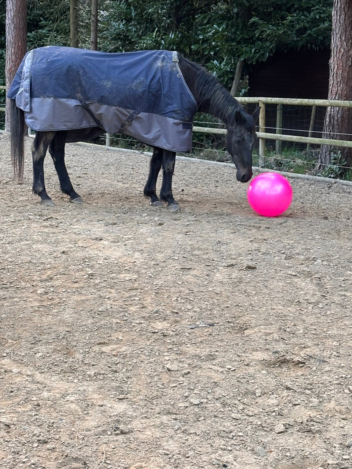 Merrie van 23 jaar, Avec pedigree, 11 ans ou plus, Débourré, 165 à 170 cm