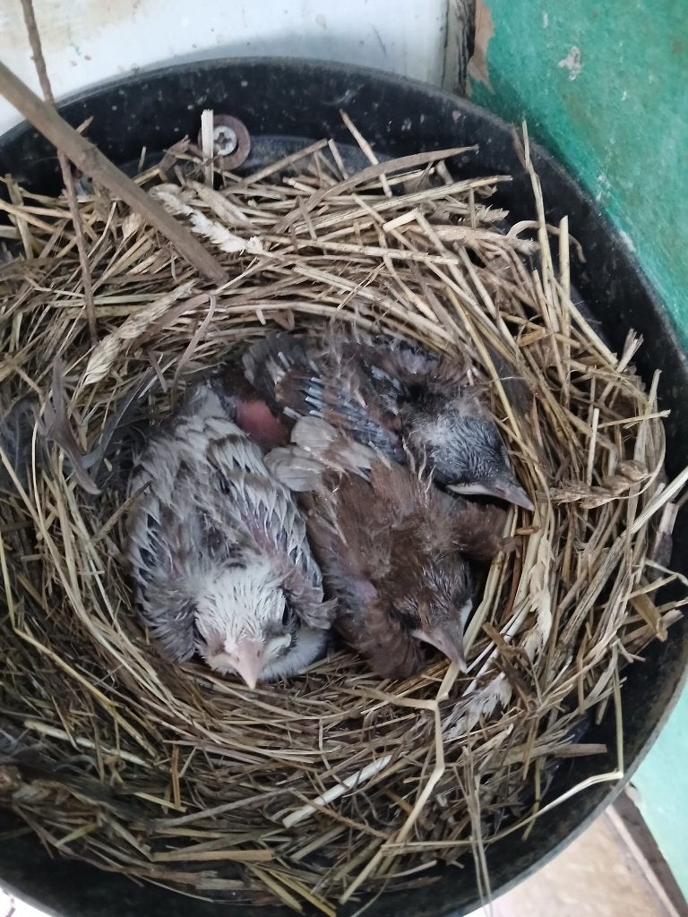 Merels mutatie, Dieren en Toebehoren, Meerdere dieren, Wildzangvogel, Geringd