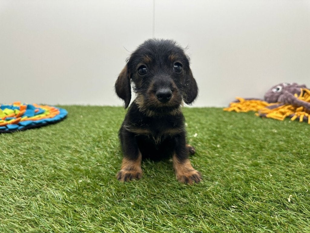 Chiots Teckel nain a poils durs