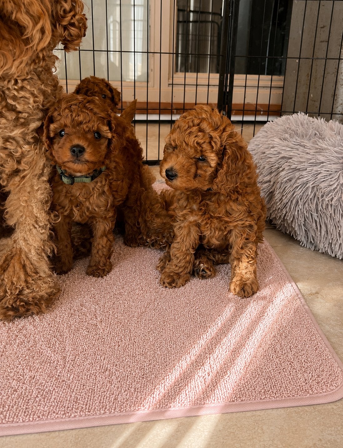 Mooie toypoedel/dwergpoedel pups, Dieren en Toebehoren, Poedel, Parvo, België, 8 tot 15 weken