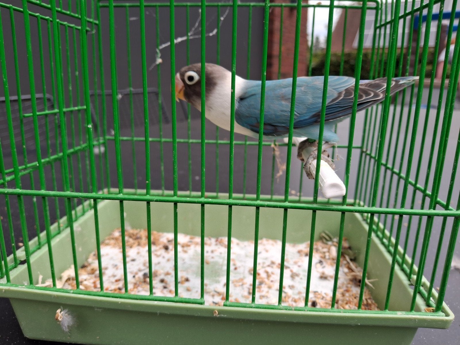 agapornis personata, Femelle, Perroquet nain ou Inséparable, Bagué
