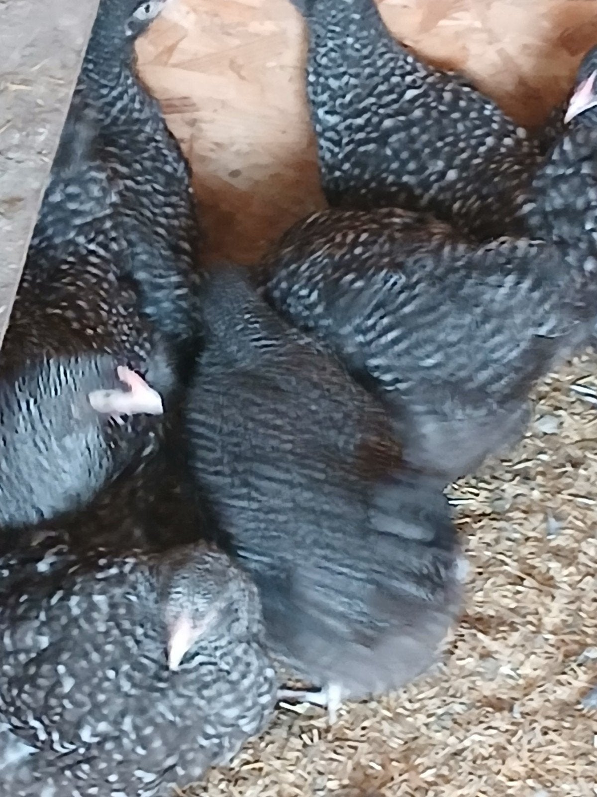 jonge mechelse koekoek, Dieren en Toebehoren, Pluimvee, Kip