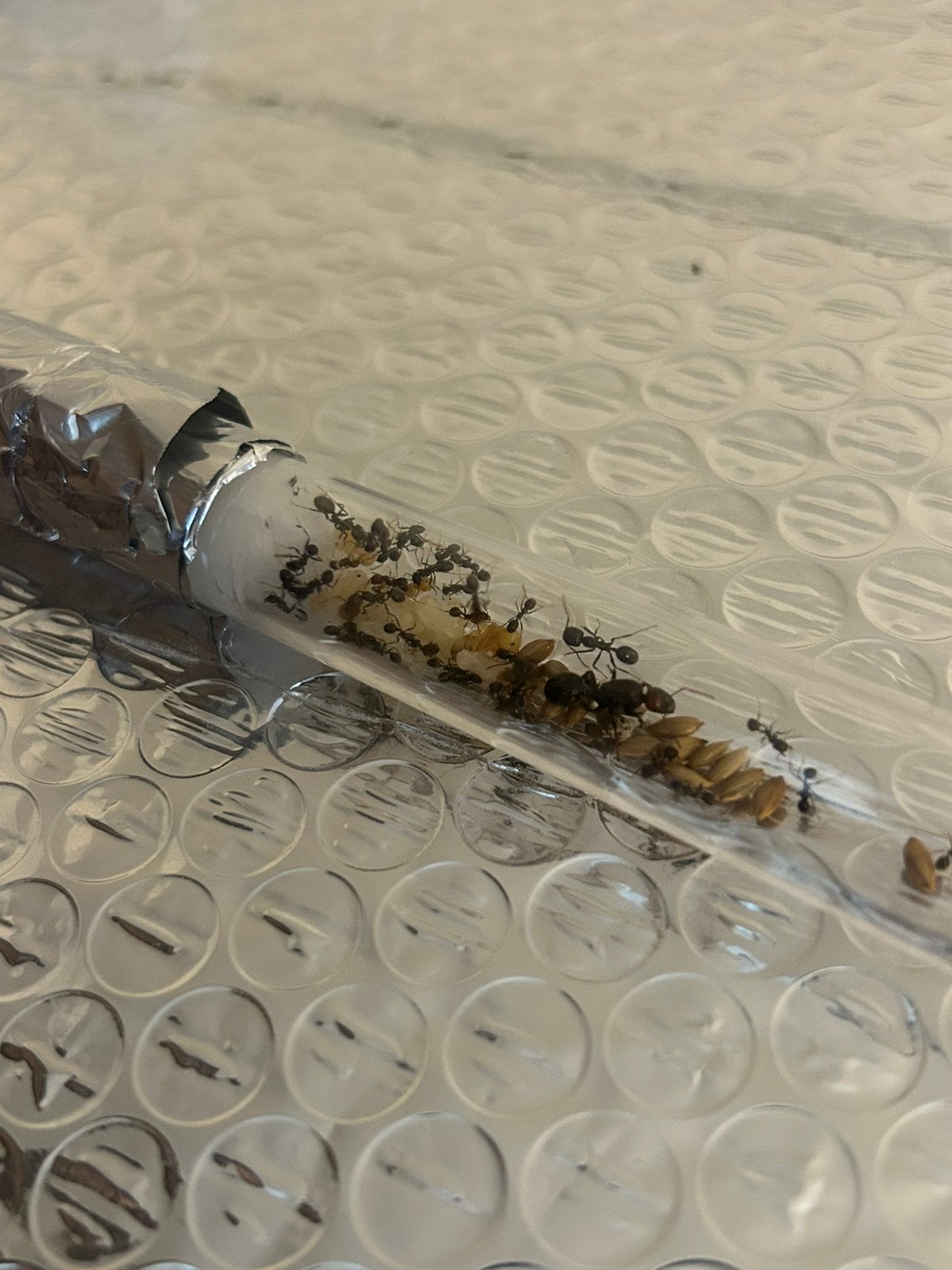 Messor barbarus Q 30+ werksters / mieren ant kolonie, Dieren en Toebehoren, Insecten en Spinnen, Mieren