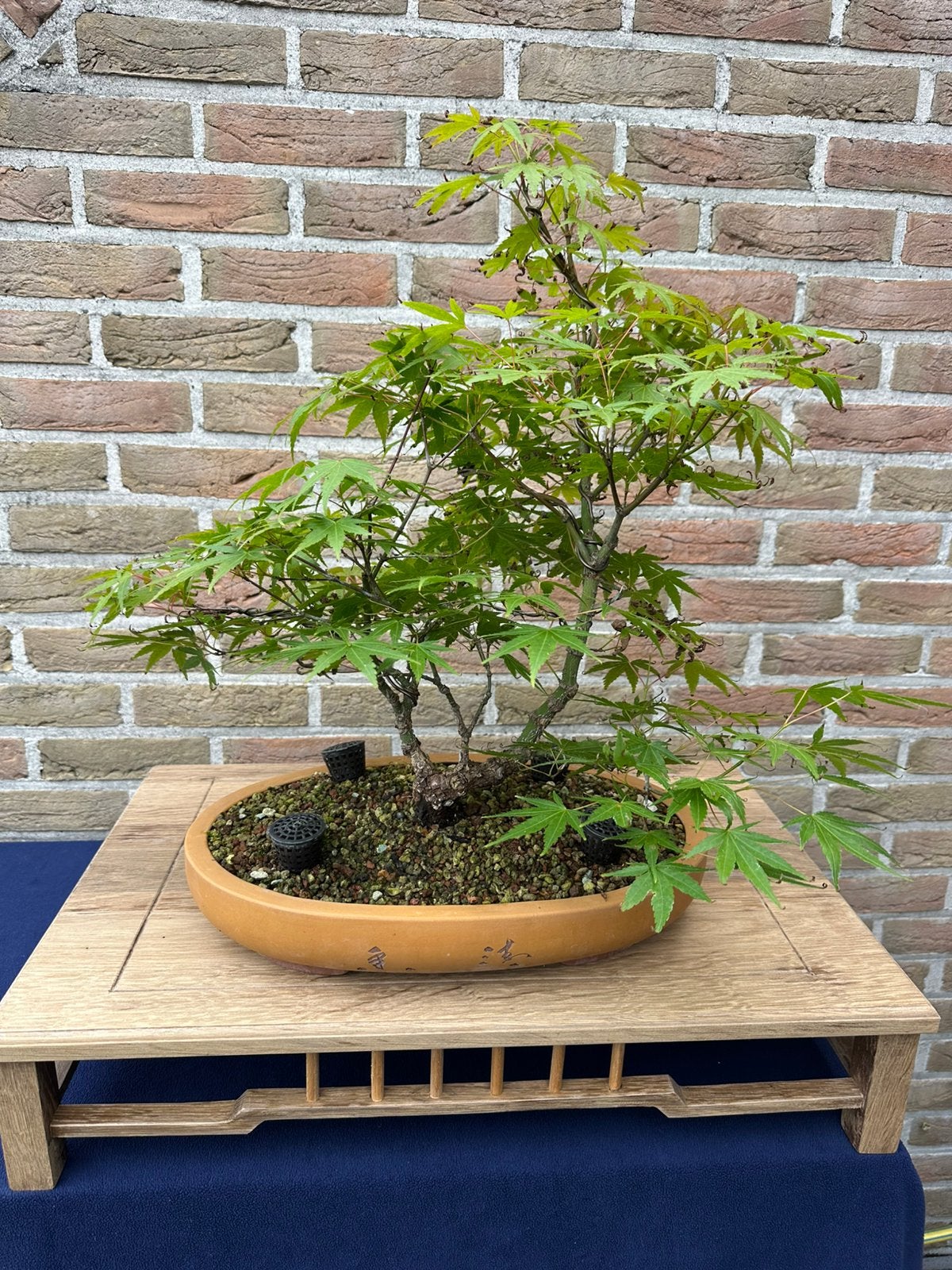 Arakawa Acer bonsai, Tuin en Terras, Ophalen