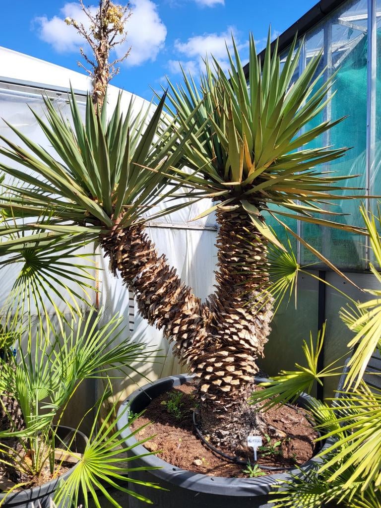 Schottii de yucca ramifié à 3 têtes. Tige 1m55, total 1m90, Enlèvement