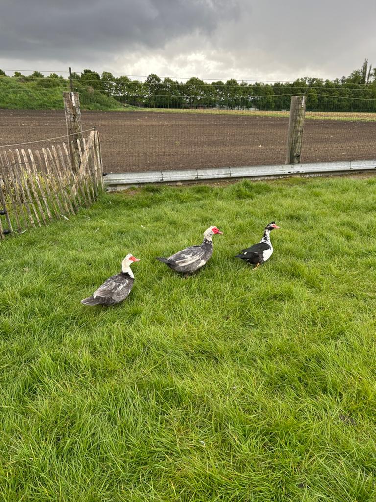 Trio muskuseenden, Dieren en Toebehoren, Pluimvee