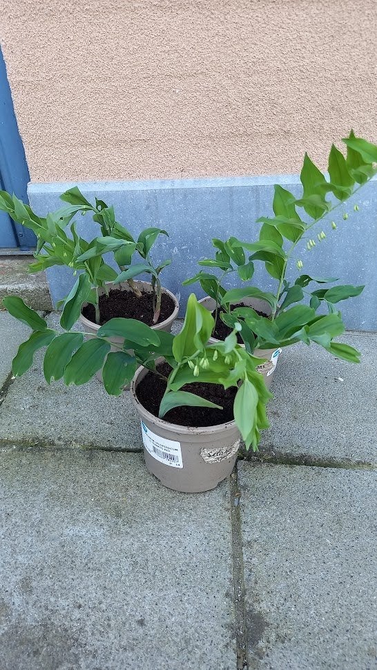 salomonszegel/ polygonatum multiflorum vaste plant, Ophalen, Vaste plant, Halfschaduw