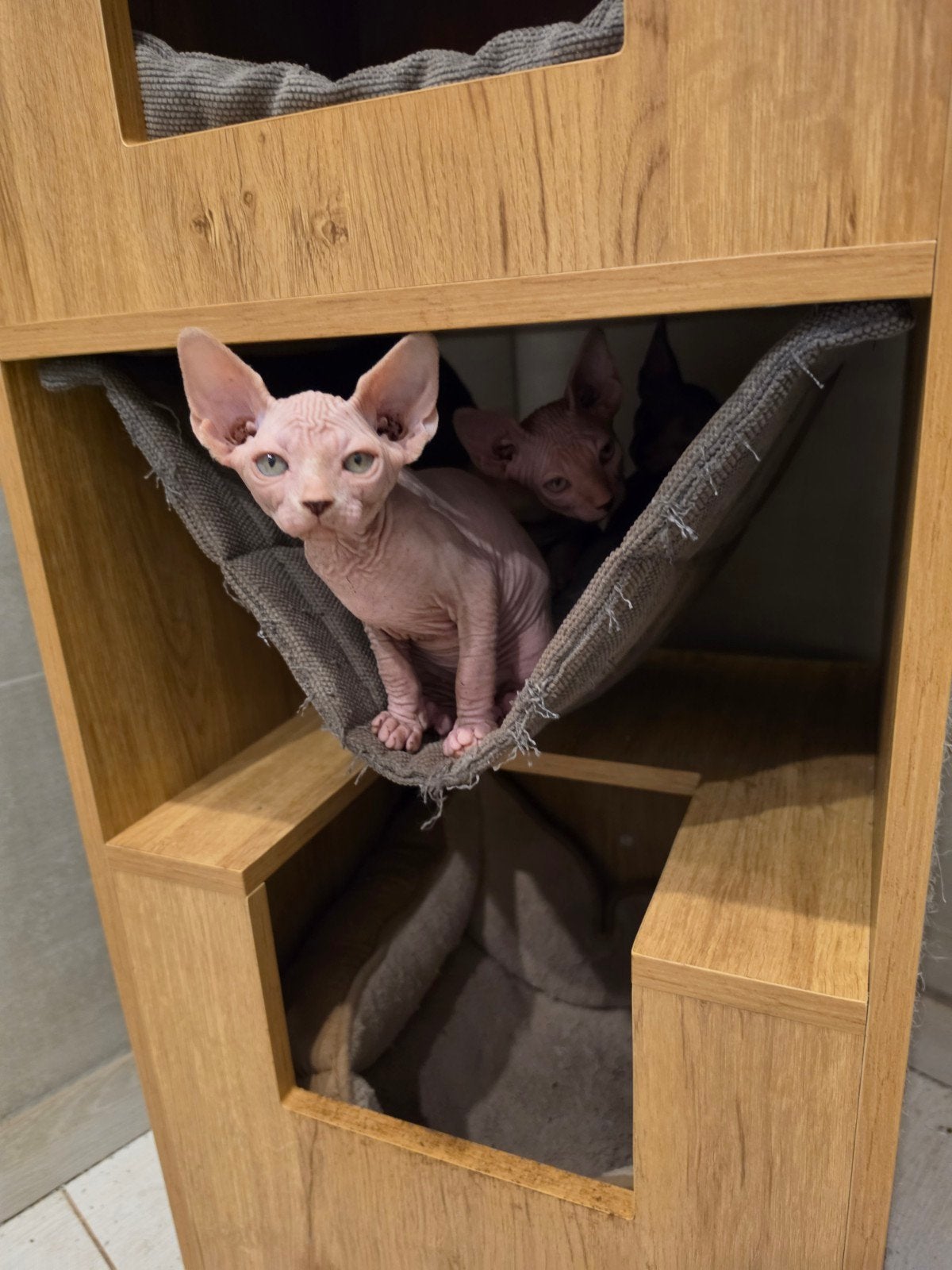 chaton Sphynx, Chatte ou Chat, 0 à 2 ans