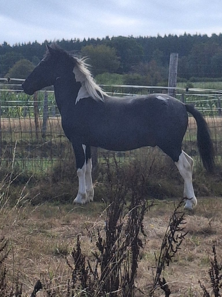 Poulain pie appaloosa, Étalon, M, Vermifugé, 0 à 2 ans
