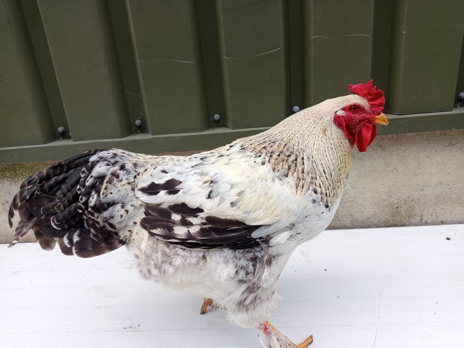 Witte bramahaan, Dieren en Toebehoren, Pluimvee, Mannelijk, Kip