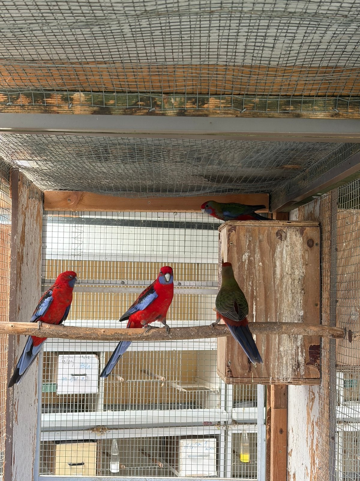 Penant rosella 2026, Dieren en Toebehoren, Vrouwelijk, Parkiet, Geringd