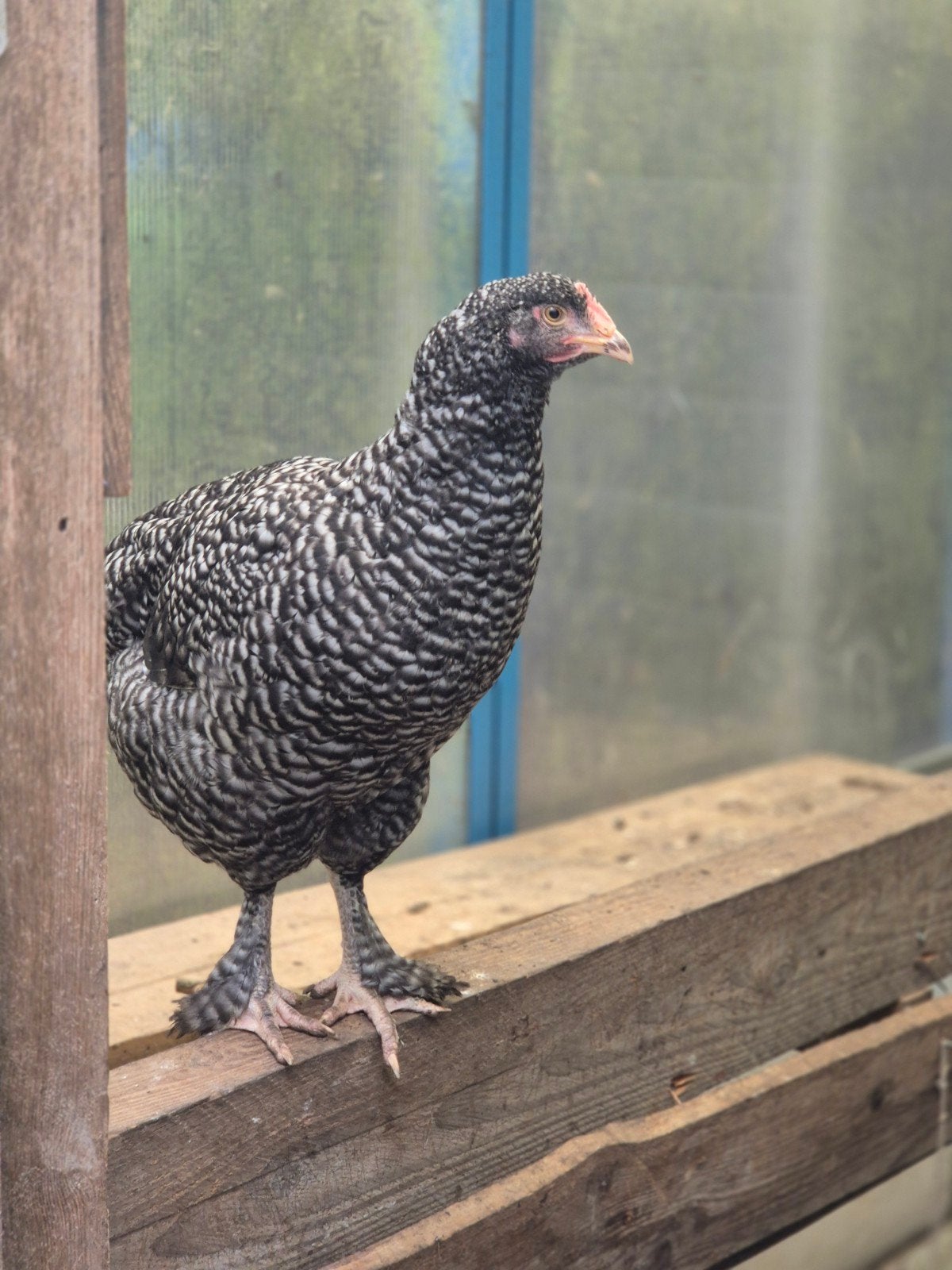 Poulet coucou hennen Malechelse, Animaux & Accessoires, Femelle, Poule ou poulet
