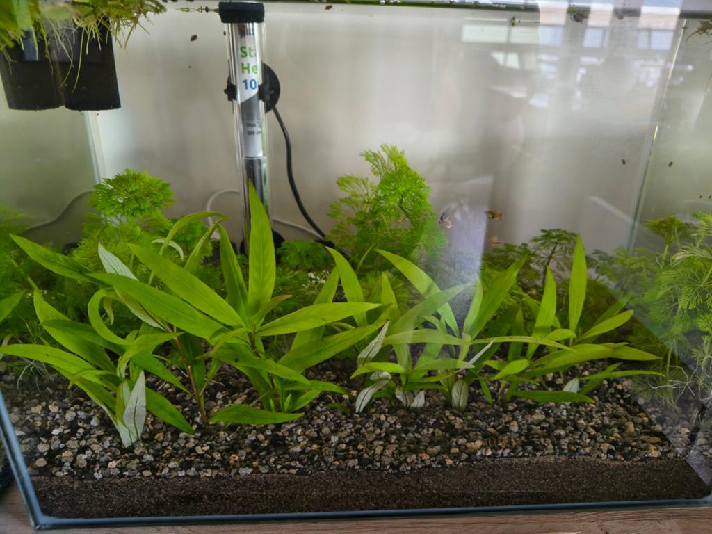 Hygrophila corymbosa aquariumplant, Ophalen of Verzenden