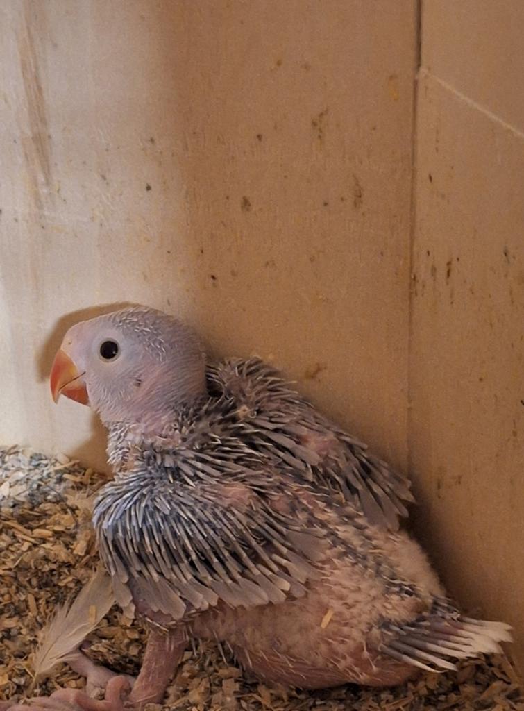 Halsbandparkiet, Dieren en Toebehoren, Geslacht onbekend, Papegaai