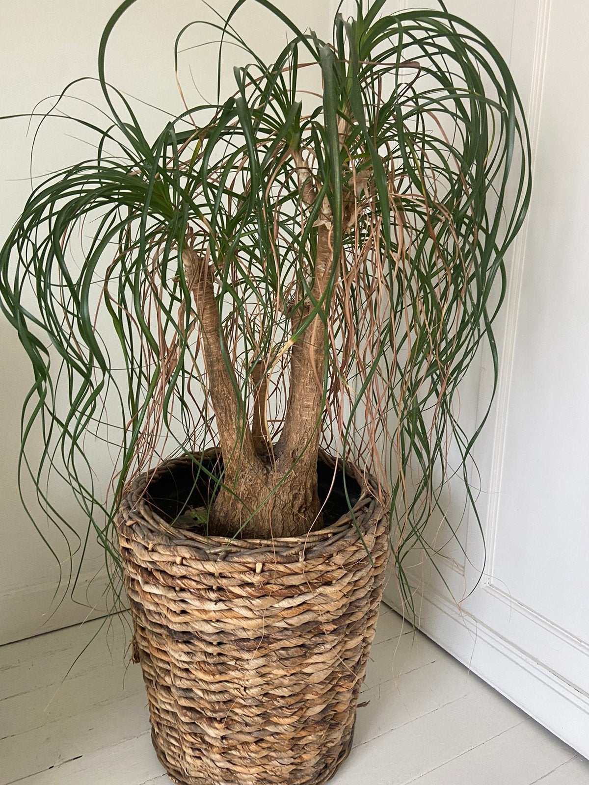Olifantspoot (Beaucarnea) – mooie kamerplant, Enlèvement