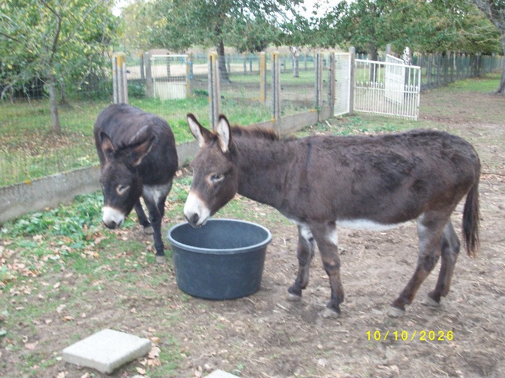 Ezels, Dieren en Toebehoren, Gechipt, B pony (1.17m tot 1.27m), Onbeleerd, Meerdere dieren
