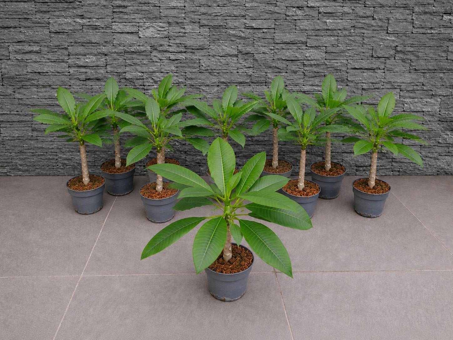 Plumeria Rubra ( Tempelboom), Tuin en Terras, Planten | Tuinplanten, Overige soorten, Volle zon, Vaste plant, Ophalen of Verzenden