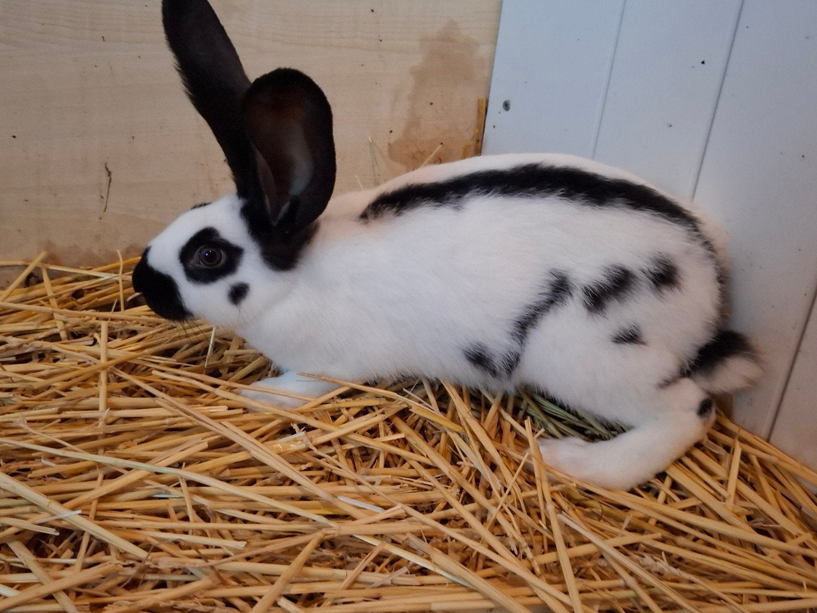 jonge voedster. reuzevlinder. Lotharinger., Dieren en Toebehoren, Konijnen, Vrouwelijk, Groot, 0 tot 2 jaar