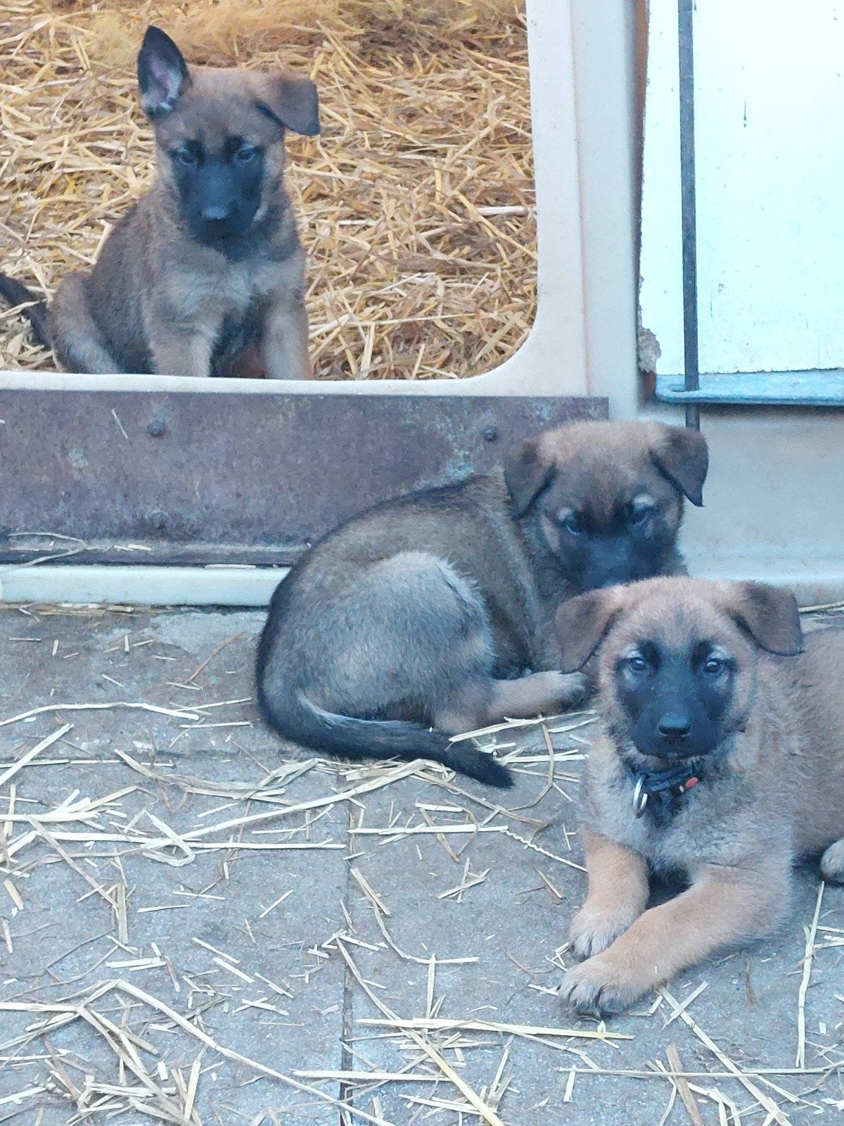 Mechelse herder pups, 8 à 15 semaines, Plusieurs, Éleveur | Loisir, Belgique