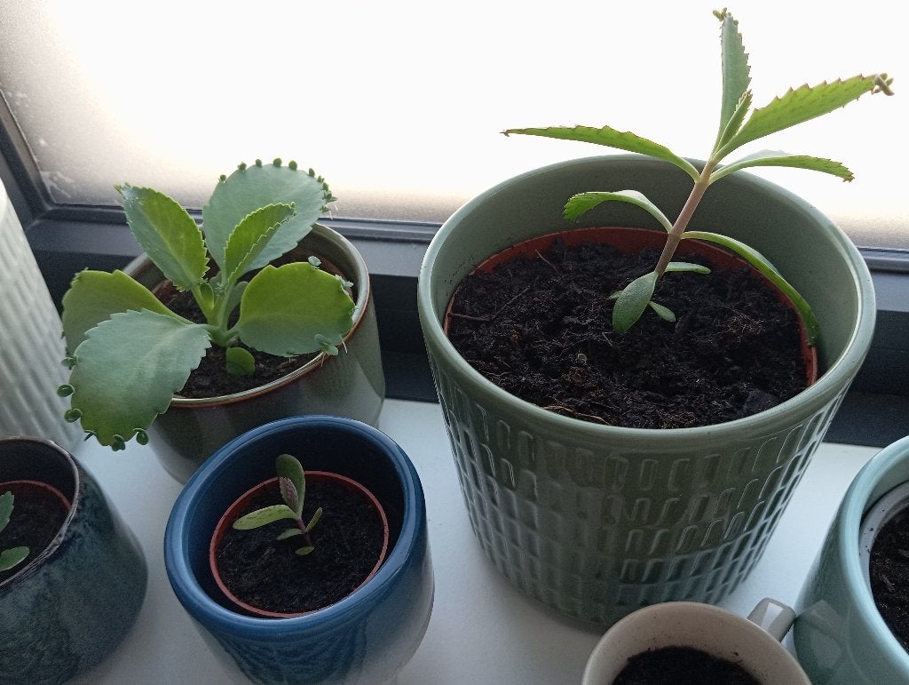 Mother of thousands plantje, Huis en Inrichting, Kamerplanten, Ophalen, Vetplant, Halfschaduw